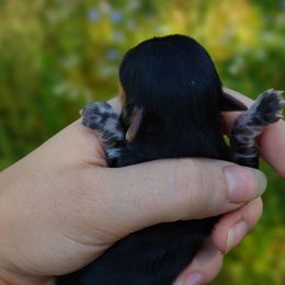 Companion Cross, Havanese, Mal-Shi, Maltese, Maltipoo, Morkie, and Shih Tzu Puppies from Seeking Shalom Acres Maltese, Maltipoos & Havamalts