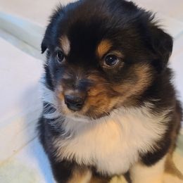 Australian Shepherd Puppies from Triple M Aussies