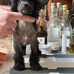 Black Hairless female - Black female Chinese Crested puppy in Sweet Home, Oregon from Rhapsody Poodles & Cresteds