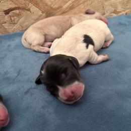 Pie boy 1 - Piebald male Dachshund puppy in Madison, Wisconsin from SK Miniature   Dachshunds