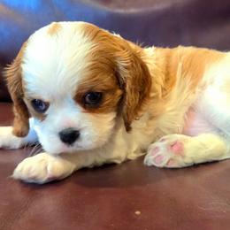 Kira - Blenheim female Cavalier King Charles Spaniel puppy in Paulden, Arizona from Nine Mile Cavaliers
