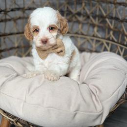 Heath - Caramel cream male Australian Labradoodle puppy in Calhoun, Louisiana from Arrowhead Australian Labradoodles