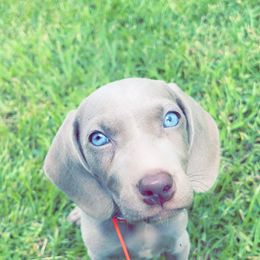 Weimaraner Puppies from North Georgia Weims