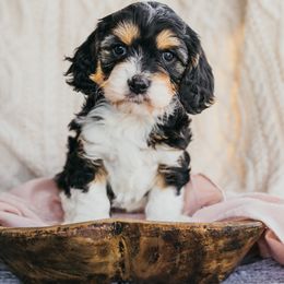 Bernedoodle, Cavalier King Charles Spaniel, Cavapoo, and Poodle Puppies from Dinky Doo Doodles