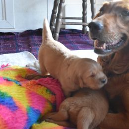 Boy 4 - Golden Retriever puppy in Otis Orchards, Washington from Sunlite Golden Retrievers