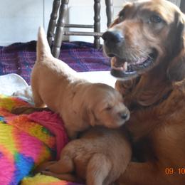 Boy 4 - Golden Retriever puppy in Otis Orchards, Washington from Sunlite Golden Retrievers
