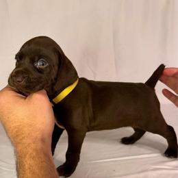 Kennedy - Liver female German Shorthaired Pointer puppy in Edenton, North Carolina from Bockelman GSP’s