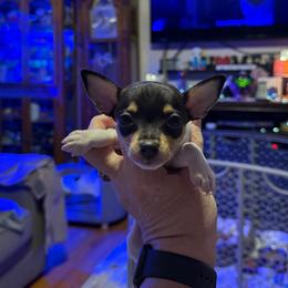 Pup F - White black and tan female Toy Fox Terrier puppy in Clermont, Florida from Debbie Hiles's Toy Fox Terriers