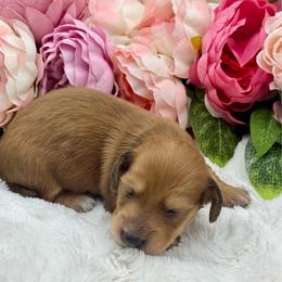 Greer - Red female Dachshund puppy in Exeter, California from Sawtooth Miniature Dachshunds