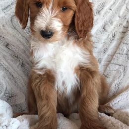 Goldendoodle and Whoodle Puppies from Deb’s KY Doodles