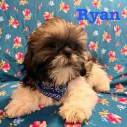 Ryan - Black gold and white male Shih Tzu puppy in Hemet, California from Aloha Shih Tzu