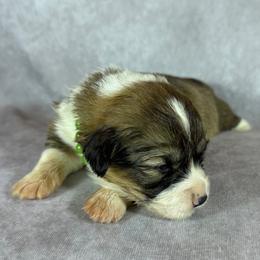 Jade - Green Collar Female - Red female Pembroke Welsh Corgi puppy in Victoria, Texas from Clear Creek Corgis