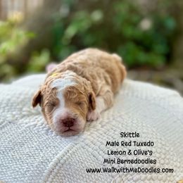 Skittle - Red male Bernedoodle puppy in Orange, Texas from Walk with Me Doodles