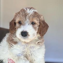 Luna - Parti female Goldendoodle puppy in Jacksonville, Florida from Dandelion Doodles