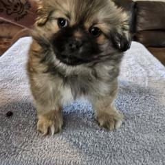 Blue - Sable male Tibetan Spaniel puppy in Billings, Montana from Embershine Tibetan Spaniels