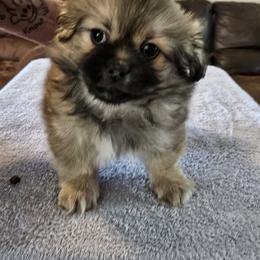 Blue - Sable male Tibetan Spaniel puppy in Billings, Montana from Embershine Tibetan Spaniels