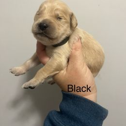 Black male - Golden male Golden Retriever puppy in Jesup, Georgia from Painted Platinum Retrievers (Painted Platinum Kennel) PPK