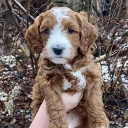 Green Male - Apricot male Goldendoodle puppy in Great Falls, Montana from Montana Goldendoodles