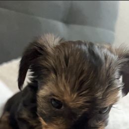 Yorkshire Terrier Puppies from Damien's Yorkshire Terriers