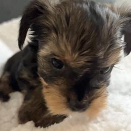 Yorkshire Terrier Puppies from Damien's Yorkshire Terriers