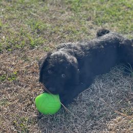 Dasher - Black Labradoodle puppy in Raleigh, North Carolina from Paxterra Labradoodles