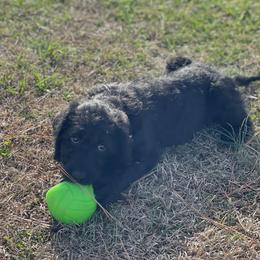 Dasher - Black Labradoodle puppy in Raleigh, North Carolina from Paxterra Labradoodles