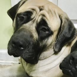 Tynee - Mastiff