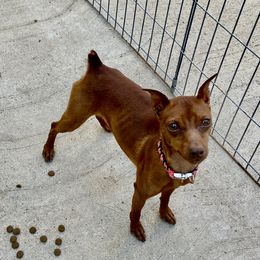 "Pete...future stud man!" Miniature Pinscher Puppies from Nizhoni Miniature Pinschers of AZ
