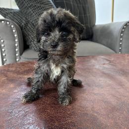 Molly - Black and white female Cavapoo puppy in Strasburg, Pennsylvania from Still Water Puppies
