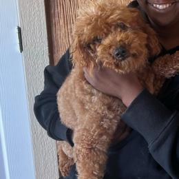 Beau - Goldendoodle