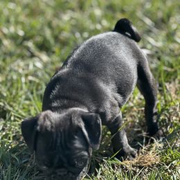 Moana - Black female Pug puppy in Indian Trail, North Carolina from Love Pugs