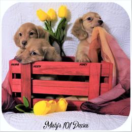 Dachshund Puppies from Misty's 101 Doxies