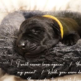 Princess Buttercup - Black female Labrador Retriever puppy in Cocoa, Florida from Harrison's Lakeside Labradors LLC