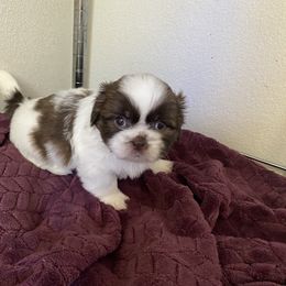 Boy 4 - Tricolor male Shih Tzu puppy in Maxwell, California from Suzie Q Shitzu’s