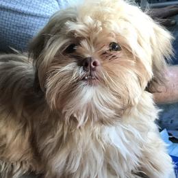 Reese - Shih Tzu