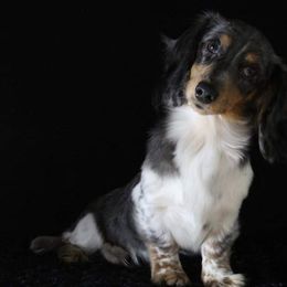 Dachshunds from Circle City Dachshunds