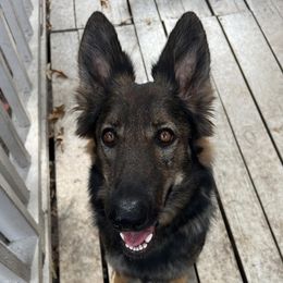 Zeva - German Shepherd