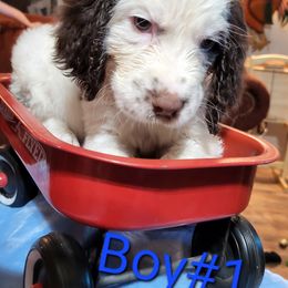 Boy 1 - English Springer Spaniel puppy in Inman, South Carolina from Janna and David springer