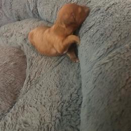 Ruth - Apricot female Maltipoo puppy in Hudson, Indiana from A&G Maltipoos