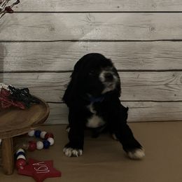 Cocker Spaniel Puppies from K&M crocker Spaniels