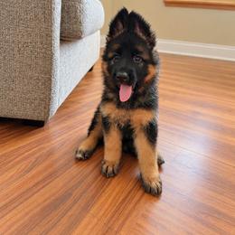 Myleigh - Black and red female German Shepherd puppy in Big Rapids, Michigan from Misty Hills German Shepherds