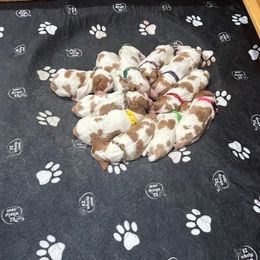 Girl 2 - Orange and white female Brittany puppy in Moseley, Virginia from Brier Ridge Kennels & Outfitters