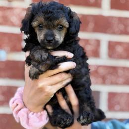 Trick - Sable male Poodle puppy in Lavonia, Georgia from Peach Blossom Kennels