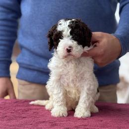 Boy 1 - Brown male Lagotto Romagnolo puppy in Sugar Valley, Georgia from Pinnacle Farm and Kennel