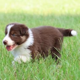 (ABCA) Spry - White and red female Border Collie puppy in Bronson, Florida from Sandhill Ranch Border Collies