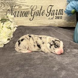 Leia - White and blue merle female Border Collie puppy in Moody, Texas from Narrow Gate Farm