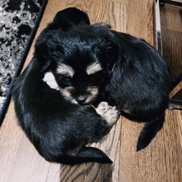 Havanese Puppies from Sweet Southern Havanese