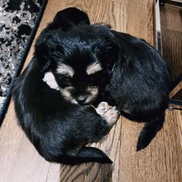 Havanese Puppies from Sweet Southern Havanese