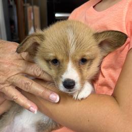 Girl 2 - Red female Pembroke Welsh Corgi puppy in Moulton, Alabama from Reed's Pembroke Corgi Welsh