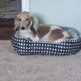 Willow - Dachshund